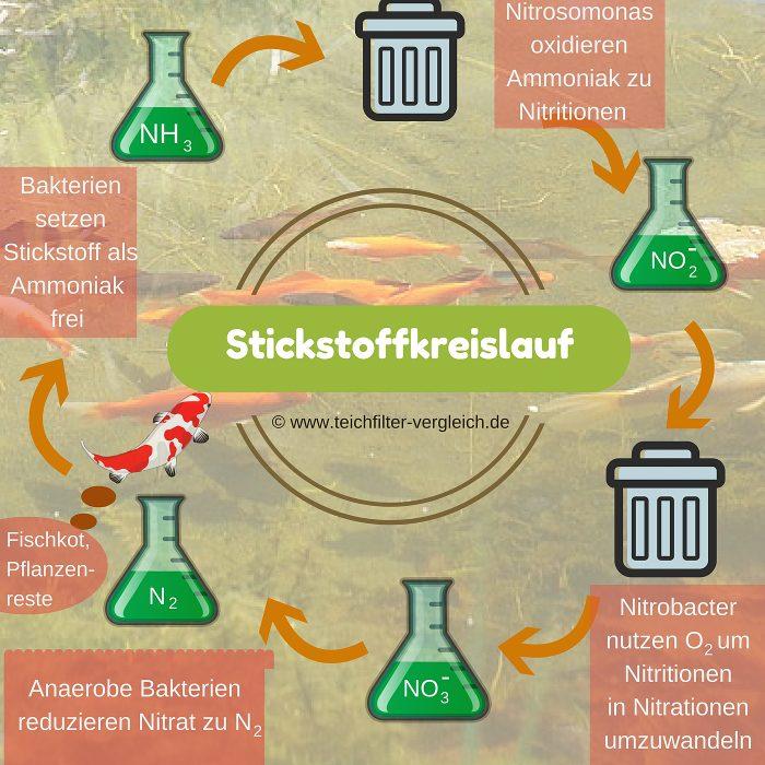 Biologische Filterung, Stickstoff-Kreislauf Teichfilter