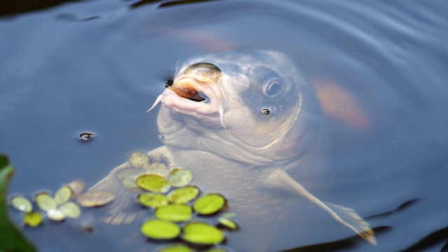 Fisch Atemnot: Sauerstoffmangel