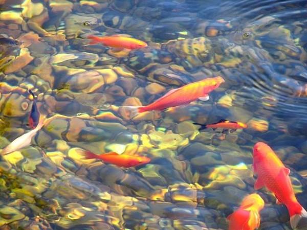 Gartenteich reinigen Fisch entfernen