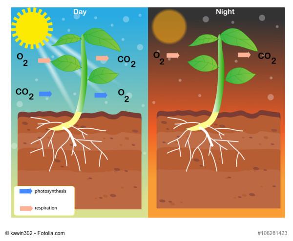 Teichbelüftung: Photosynthese Teichpflanzen Tag und Nacht