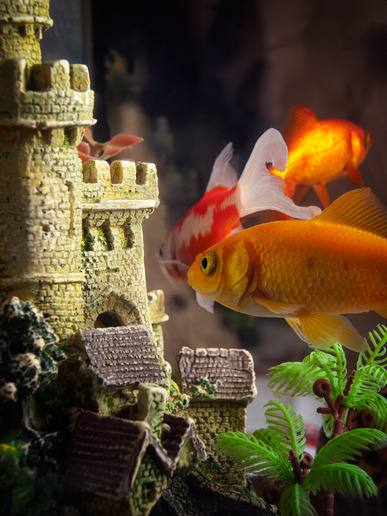 Aquarium mit Burg einrichten