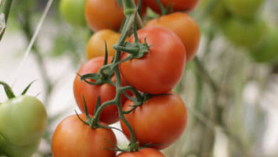 Tomaten im Anlehngewächshaus Symbolbild (2)