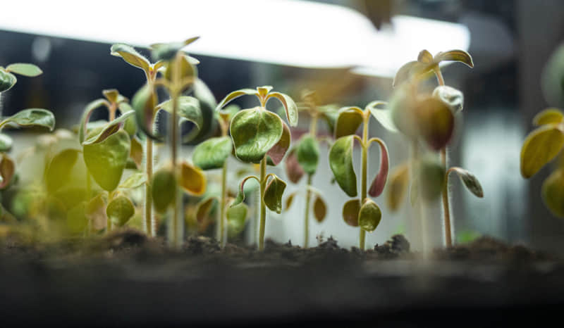 Indoor Farming mit einer Grow Lampe