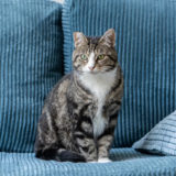 Cord Sofa Stoff