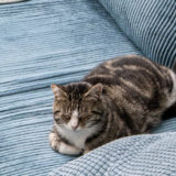 Cord Sofa weich