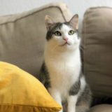 Ecksofa Microfaser